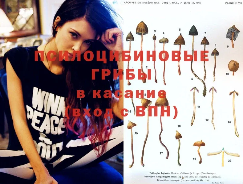 omg   Ефремов  Галлюциногенные грибы Psilocybe 